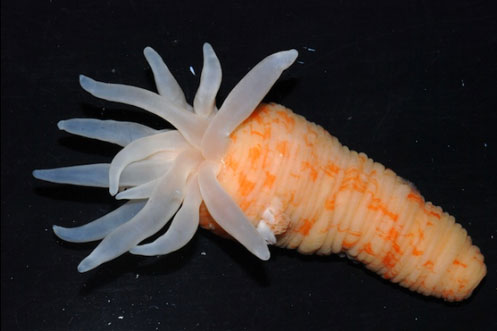 osservazione a colori reali dell'anemone antartico Stephanthus antarcticus (da coml.org)